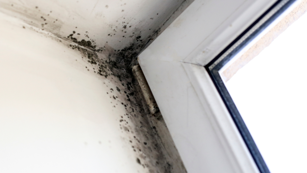 mold prevention services