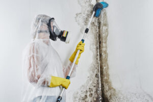 Mold damage cleanup