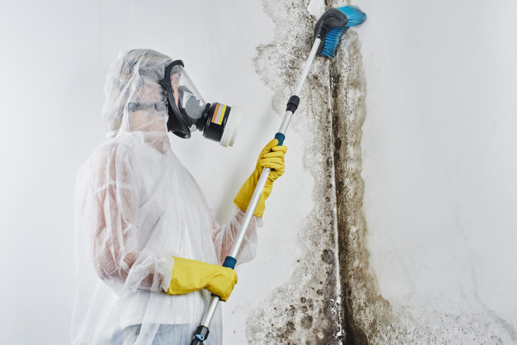 Mold damage cleanup
